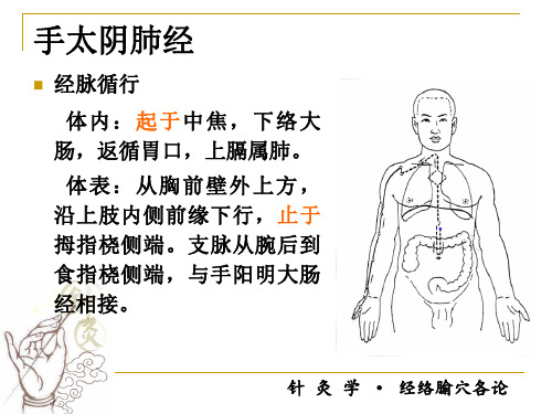 经络腧穴各论