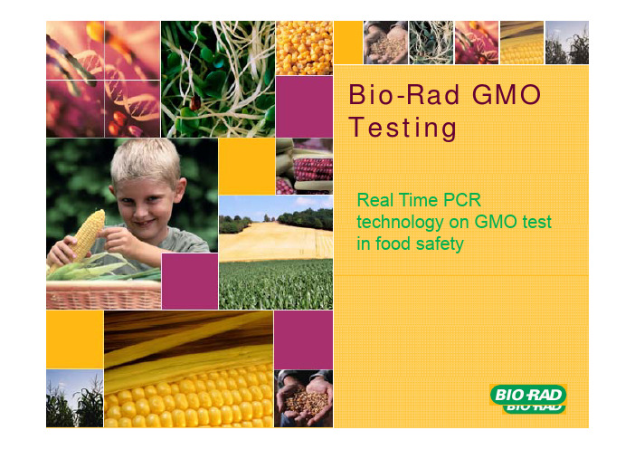 GMO_Testing_Realtime PCR