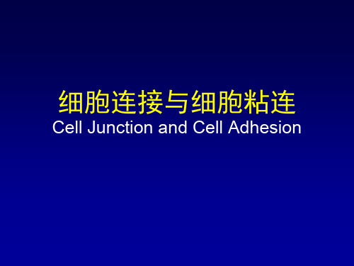 医学细胞生物学2_细胞连接与细胞粘连