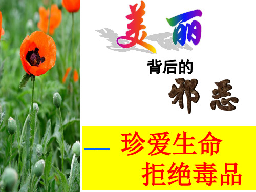 安全教育班会《珍爱生命,拒绝毒品》PPT课件