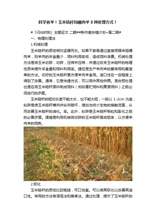 科学养羊！玉米秸秆饲喂肉羊3种处理方式！