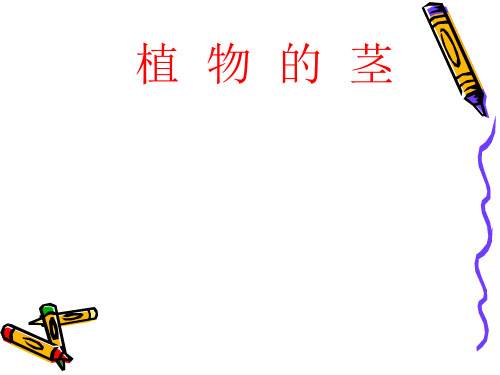四年级上 植物的茎 青岛版