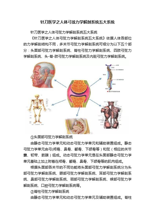 针刀医学之人体弓弦力学解剖系统五大系统