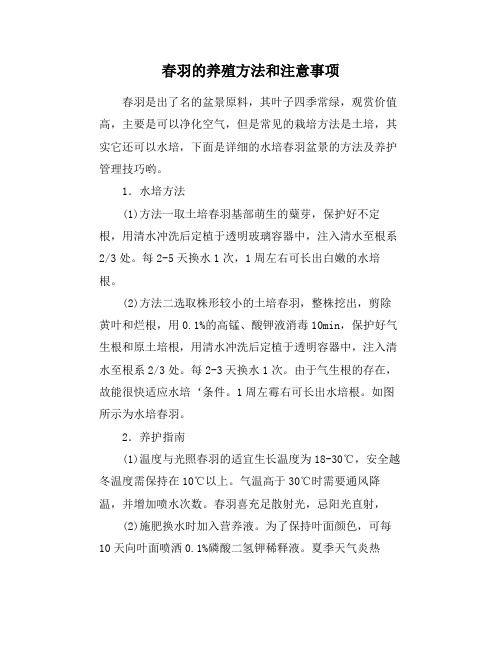 春羽的养殖方法和注意事项