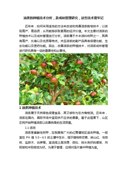 油茶的种植技术分析，及成林管理研究，这些技术需牢记