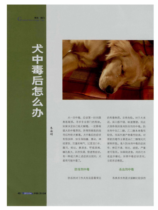 犬中毒后怎么办