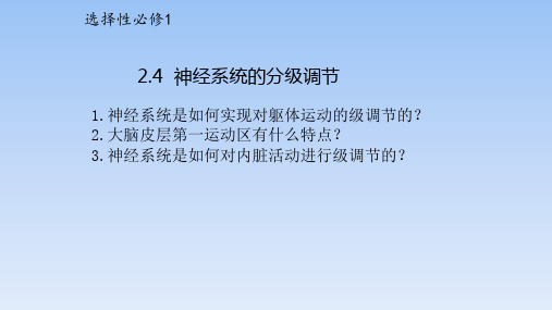 【公开课】神经系统的分级调节课件+-2022-2023学年高二上生物人教版(2019)选择性必修1