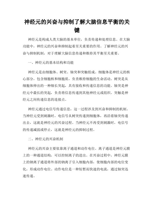 神经元的兴奋与抑制了解大脑信息平衡的关键