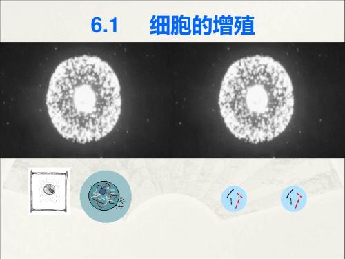 6.1细胞的增殖-名校课件