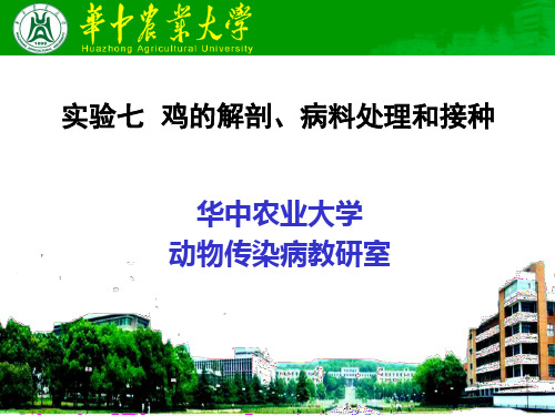 (动物传染病学实验课件)7 实验七 鸡的解剖,病料处理和接种