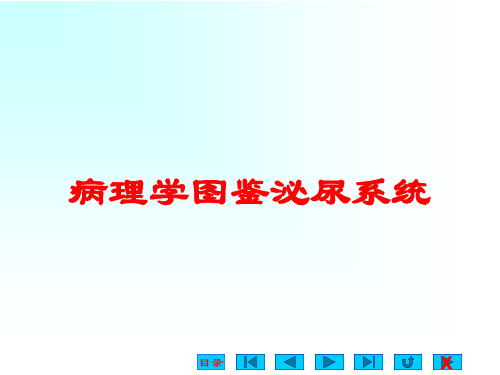 病理学图鉴泌尿系统培训课件