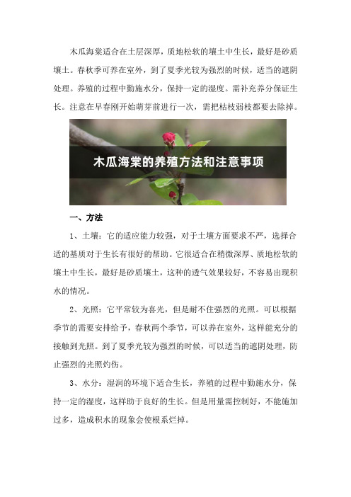 木瓜海棠的养殖方法和注意事项