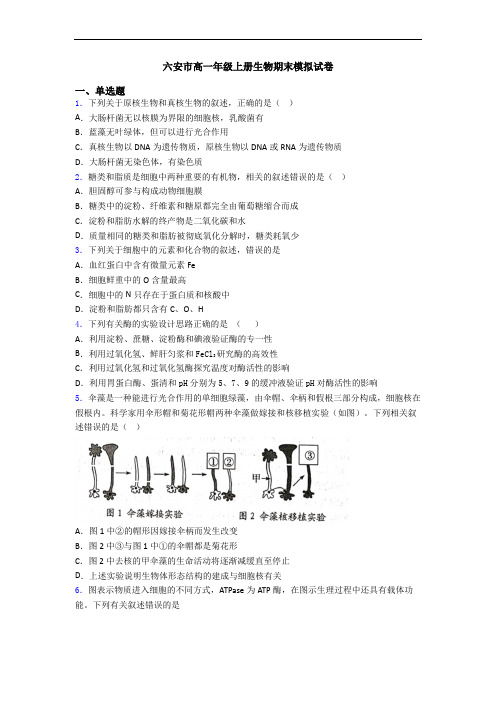 六安市高一年级上册生物期末模拟试卷