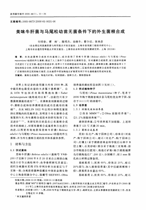 美味牛肝菌与马尾松幼苗无菌条件下的外生菌根合成
