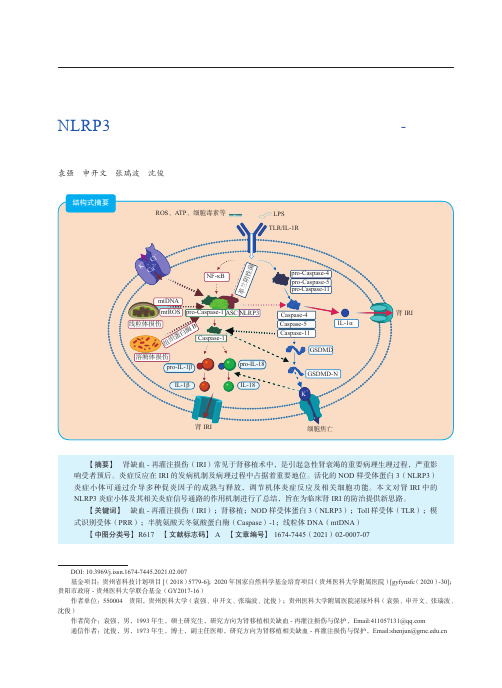 NLRP3炎症小体与相关炎症信号通路在肾缺血-再灌注损伤中的作用