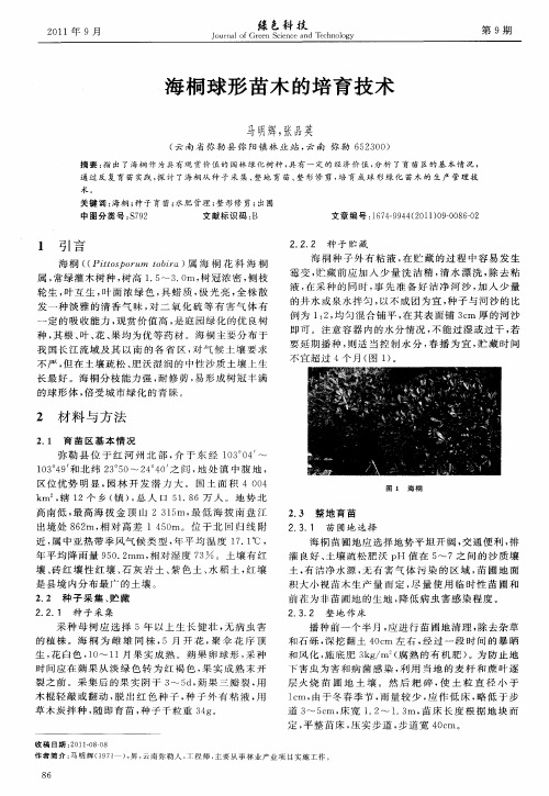 海桐球形苗木的培育技术