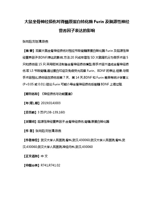 大鼠坐骨神经损伤对脊髓原蛋白转化酶Furin及脑源性神经营养因子表达的影响