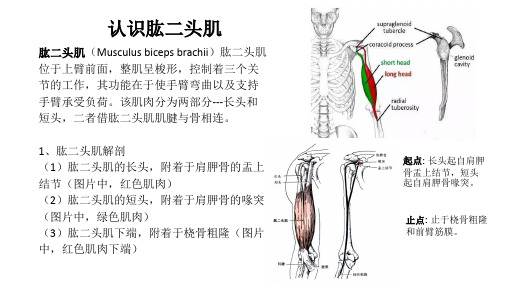 肱二头肌解剖与痛点分析