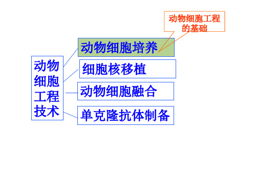 生物选修三动物细胞培养