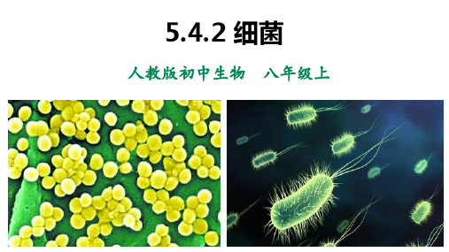 生物人教版八年级(上册)5.4.2细菌(2024版新教材)