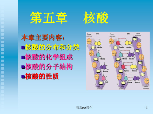 生物化学第五章核酸