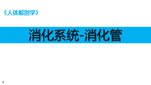 人体解剖学课件：消化管 