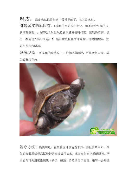 乌龟常见病及治疗