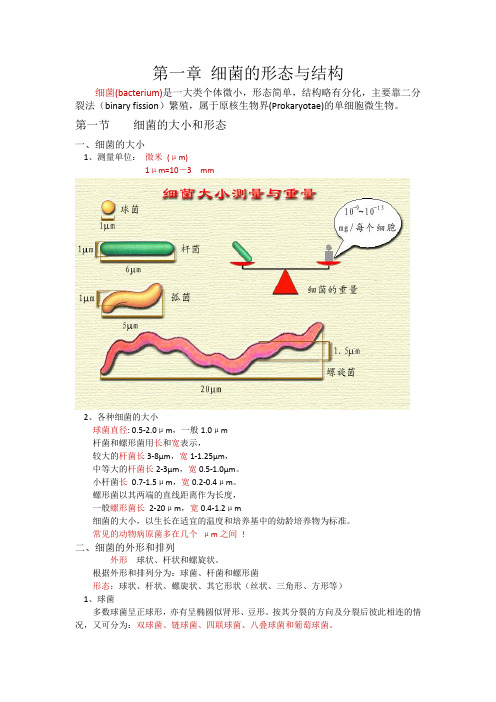 兽医微生物学   第一章  细菌的形态和结构