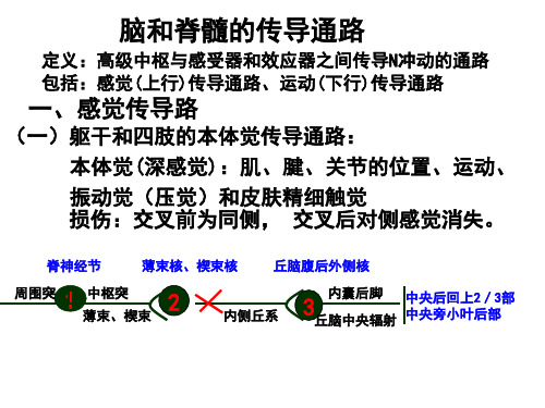 神经系统解剖讲课脑和脊髓的传导通路课件