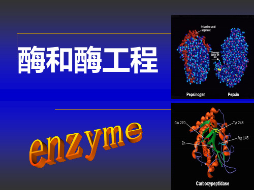 生物工程07 酶与酶工程ppt