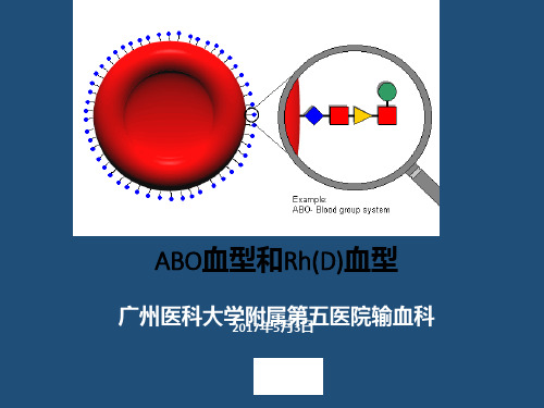 血型及血型PPT课件