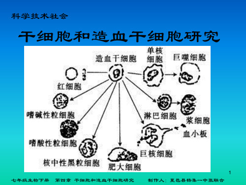 干细胞和造血干细胞研究PPT课件