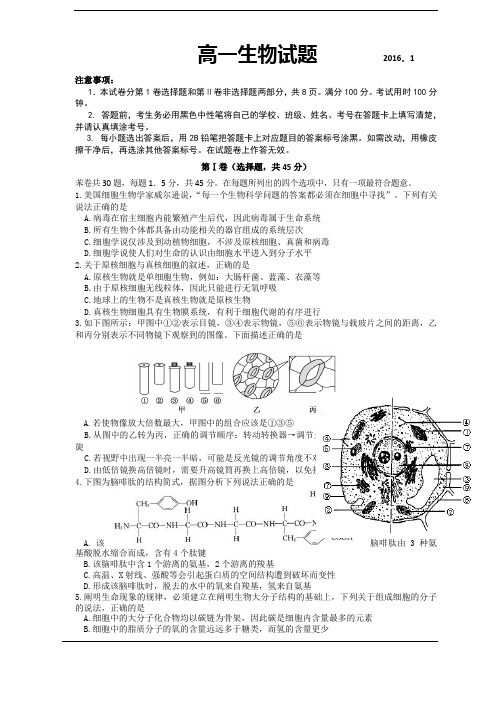 山东省临沂市某重点中学2015-2016学年高一上学期期末教学质量抽测生物试题