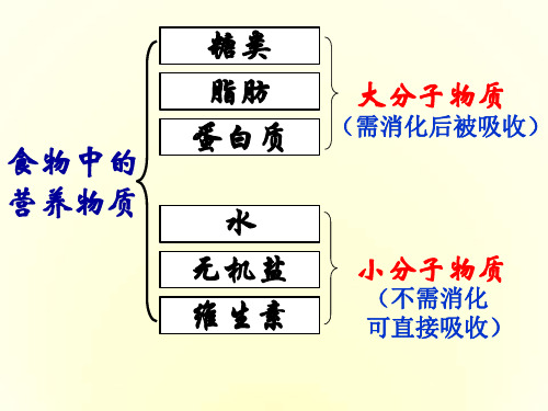 第二节消化和吸收