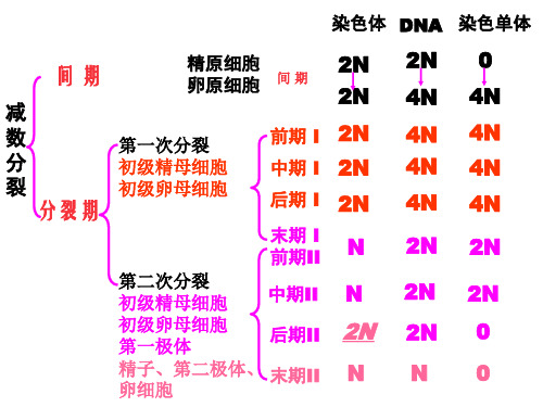 减数分裂-染色体DNA染色单体的数量变化