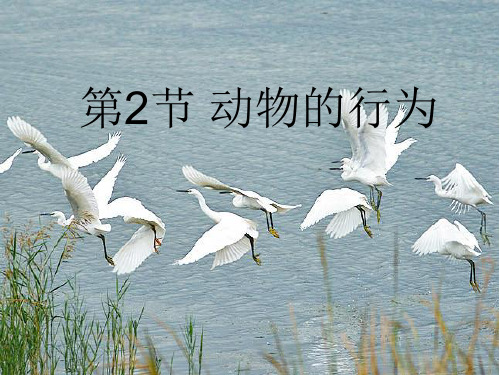 苏科版生物八年级上册17.2《动物的行为》配套课件(共18张PPT)