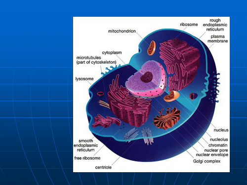 细胞生物学第十章 细胞核与染色体 PPT课件