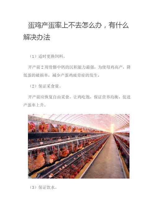 蛋鸡产蛋率上不去怎么办,有什么解决办法