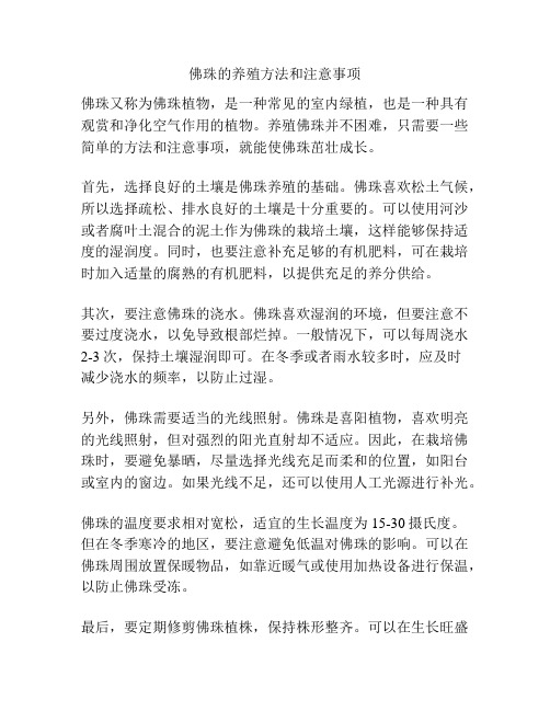 佛珠的养殖方法和注意事项