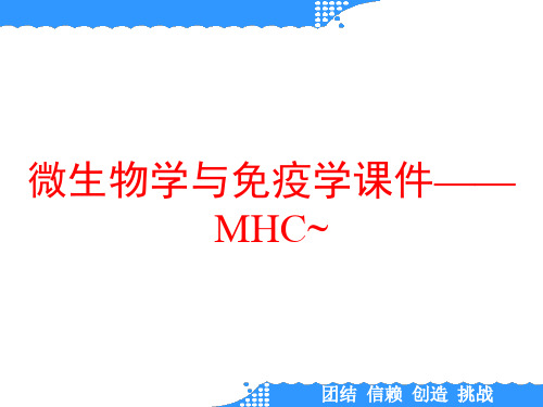 微生物学与免疫学课件——MHC~