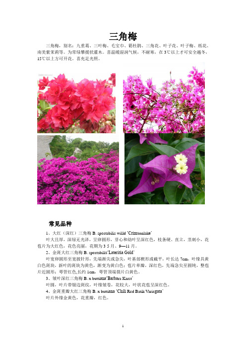 花卉百科：三角梅(叶子花)