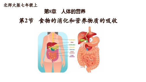 第二节食物的消化和营养物质的吸收(共2课时)课件2023-2024学年北师大版生物七年级下册