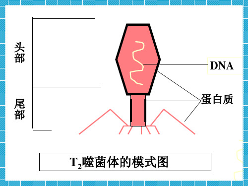 噬菌体侵染细菌过程