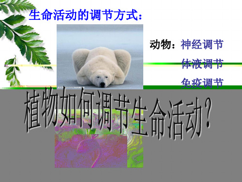 人教生物必修3第3章第1高中生物精品公开课植物生长素的发现 课件(1)