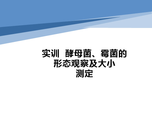 《药学微生物》1-2-2 实训 酵母菌、霉菌的形态观察及大小的测定