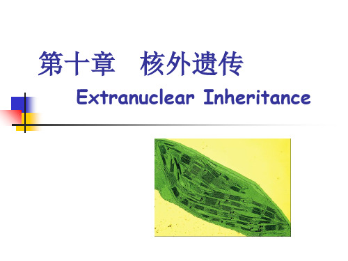 第十章 核外遗传