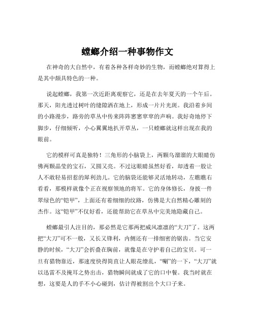 螳螂介绍一种事物作文