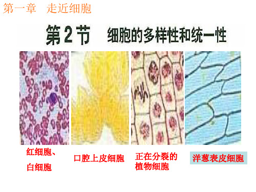 人教版必修1第一章第二节细胞的多样性和统一性(共53张PPT)