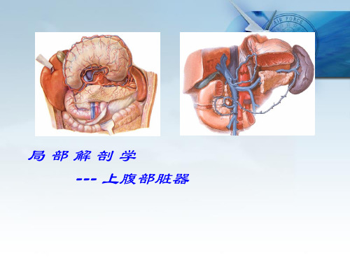 局部解剖学课件上腹部脏器