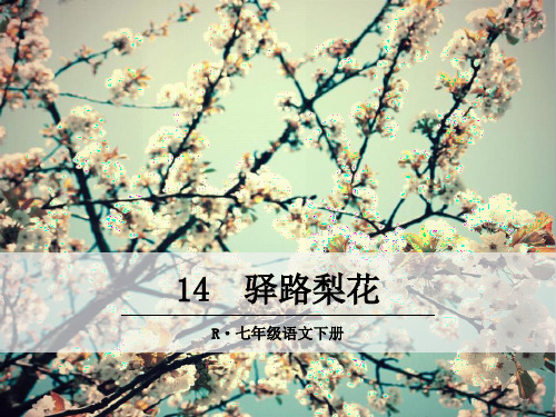 【部编版】初中七年级语文下册14 驿路梨花